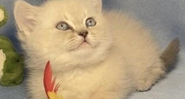 Кошка