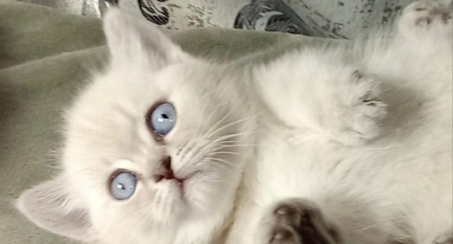 Кошка