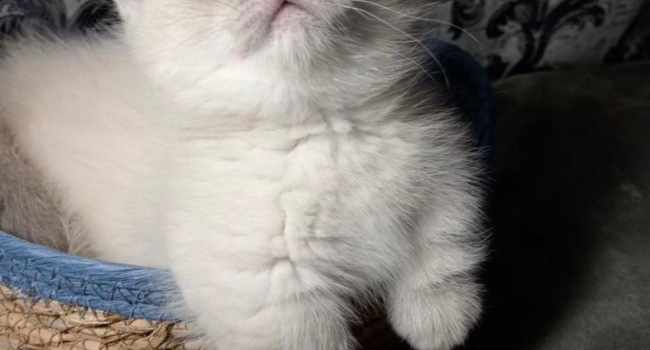 Кошка