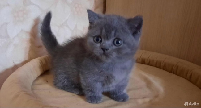 Кошка